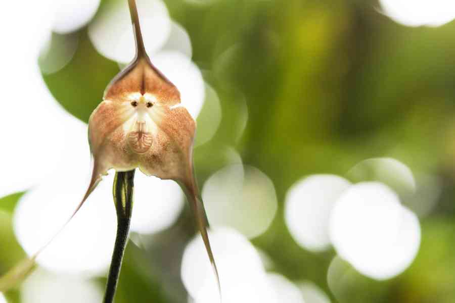植物界的「美猴王」瀕臨絕種 專家示警