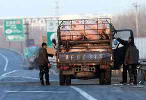 大陸生豬價下降三成 三大豬企增量不增收