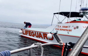 海豚引路 船長救回被困海上漂流12小時女子