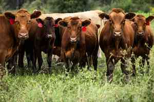 特朗普籲牧場主降低牛肉價格 推動擴充牛群計劃