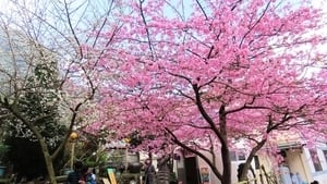 【影片】櫻梅綻放 台阿里山區櫻王和梅花之美