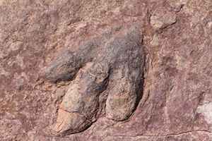 上千個恐龍足跡現蹤蒙古戈壁沙漠 實屬罕見