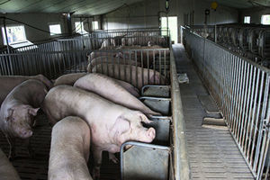 肉價漲 中共取消生豬禁養令 養殖戶怎麼看？