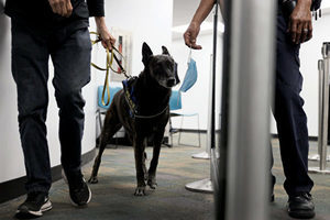 阿聯酋COVID-19嗅探犬部署機場 準確率達98.2%