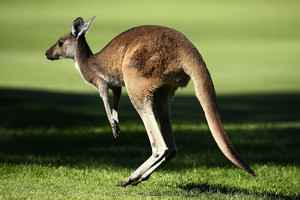 澳洲成群袋鼠在球場跳躍 高爾夫球賽被迫中斷