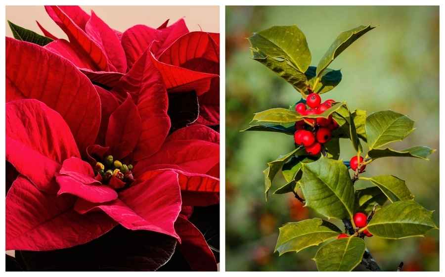 聖誕花語：一品紅、冬青等花卉的傳說