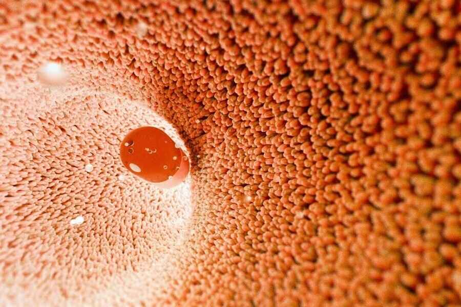 研究：腸道細菌可能會改寫一些處方