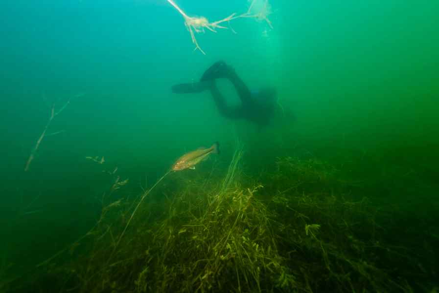 潛水員與一條野生魚的聯繫 每年同一地相見