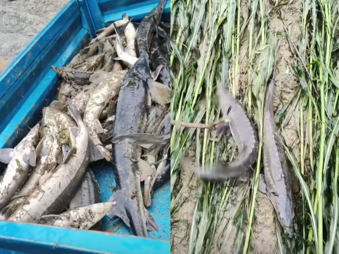 遵義一養殖基地遇河水倒灌 數萬斤鱘魚被沖走