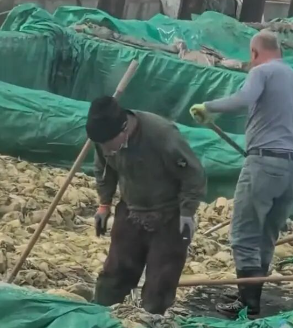 遼寧省興城市一家酸菜廠的員工在酸菜池中吐痰的影片被曝光。(影片截圖)