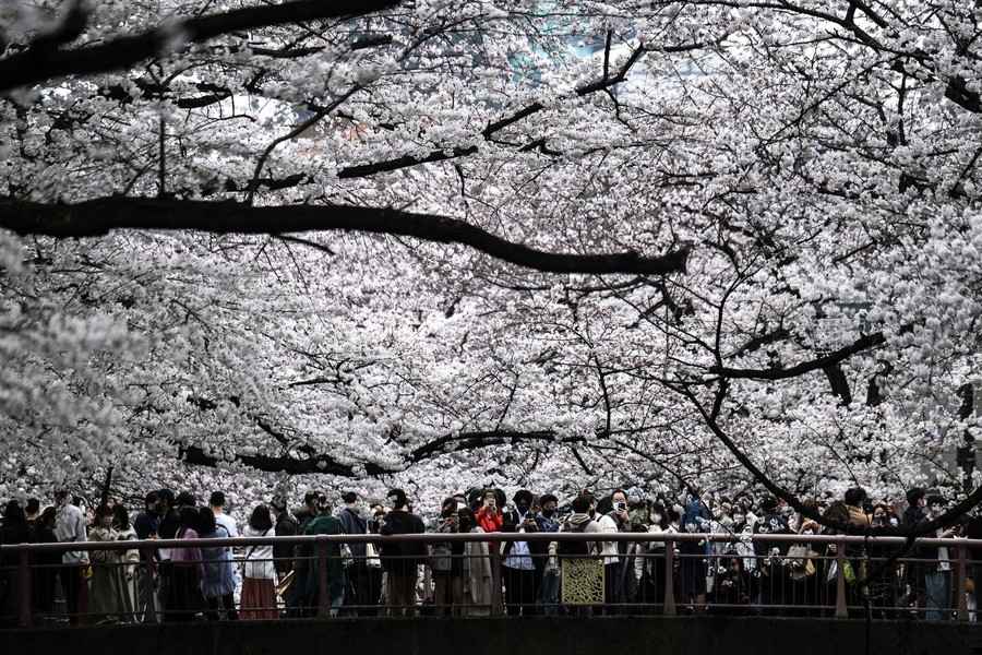 【圖輯】日本櫻花盛開 東京美景盡收眼底