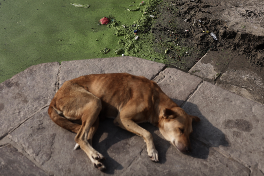 河南流浪狗咬傷女子後被驗出患瘋狗症