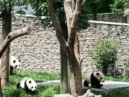 四川瀘定地震 熊貓媽媽帶幼崽飛奔避險