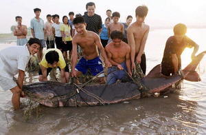  「中國淡水魚之王」長江白鱘宣告滅絕