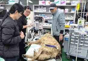 逃離動物園9天後落網 韓國狼意外爆紅