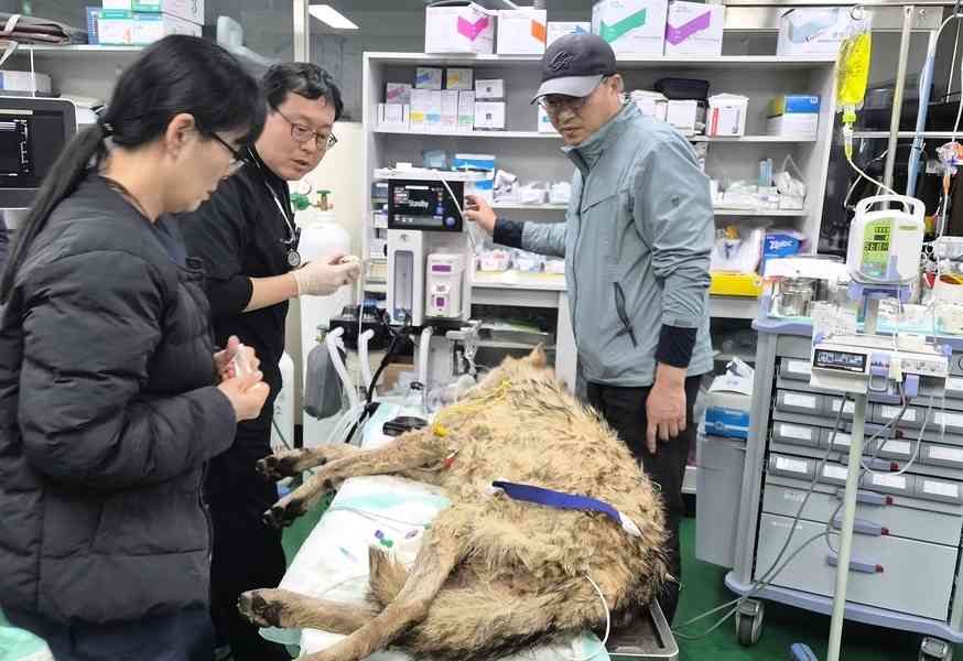 逃離動物園9天後落網 韓國狼意外爆紅