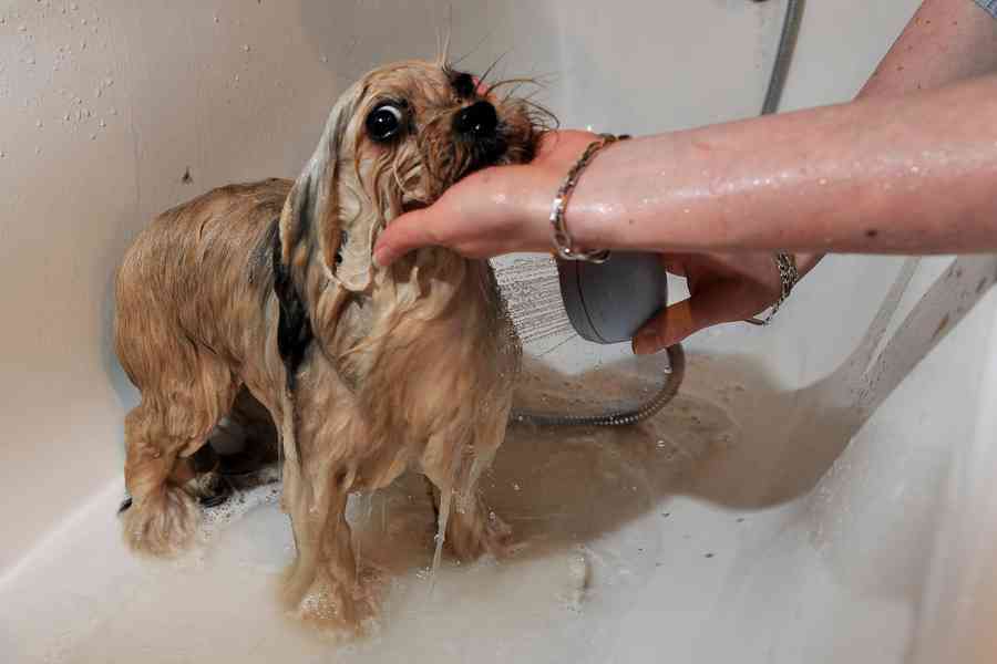 應該多久幫小狗洗一次澡？ 有何訣竅？