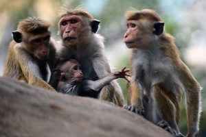 斯里蘭卡擬向中國出口10萬隻獼猴 引發抗議