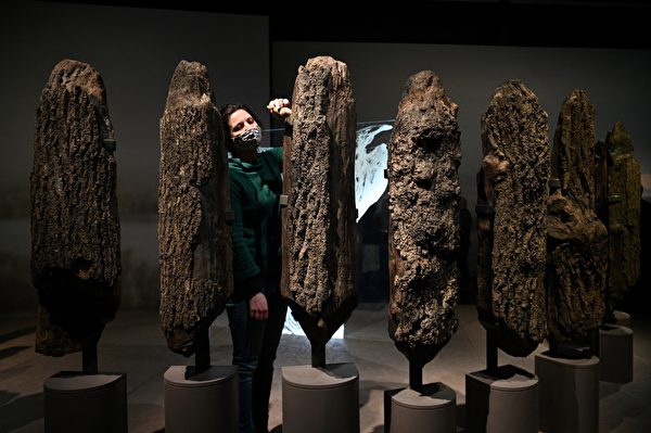 2022年2月14日,英國倫敦,大英博物館(The British Museum)將舉行「巨石陣世界」(The World of Stonehenge)展覽。圖為工作人員正在清理「水下巨石陣」(Seahenge),發現於英國的諾福克(Norfolk),這組文物約可追溯至公元前2,000年。(Daniel Leal/AFP)