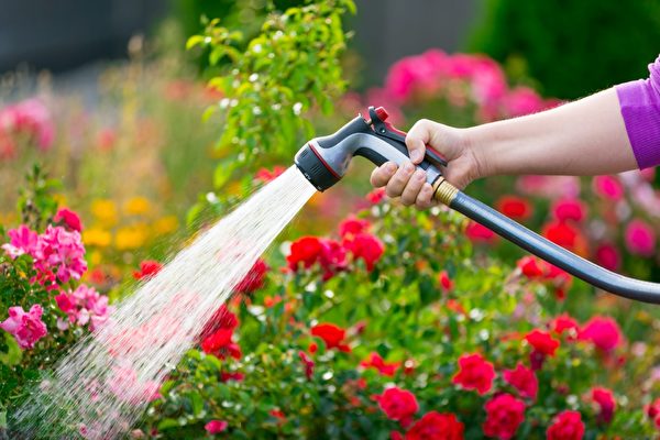 一名女子在替花園裏的植物澆水。(Shutterstock)