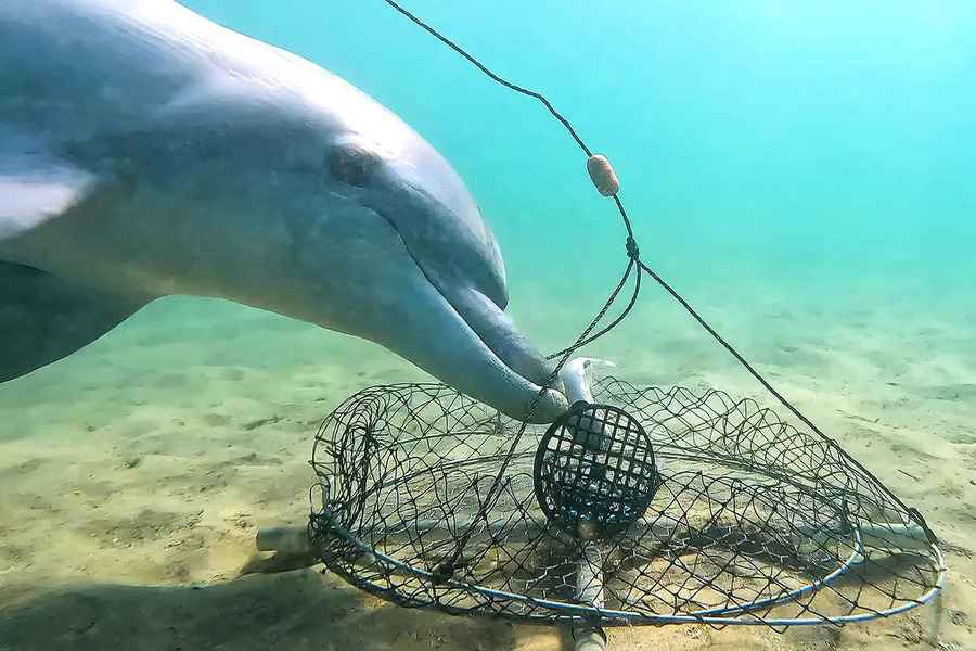 智勝漁民 西澳海豚持續從蟹籠中偷食魚餌
