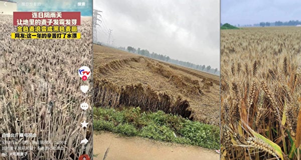 遭雨災小麥損失慘重 河南村民抱怨賠付太低