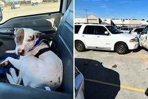 美國德州旅行車連撞2車 「魯莽司機」竟是小狗