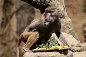 【圖輯】可愛動物過聖誕 拆禮物也有模有樣