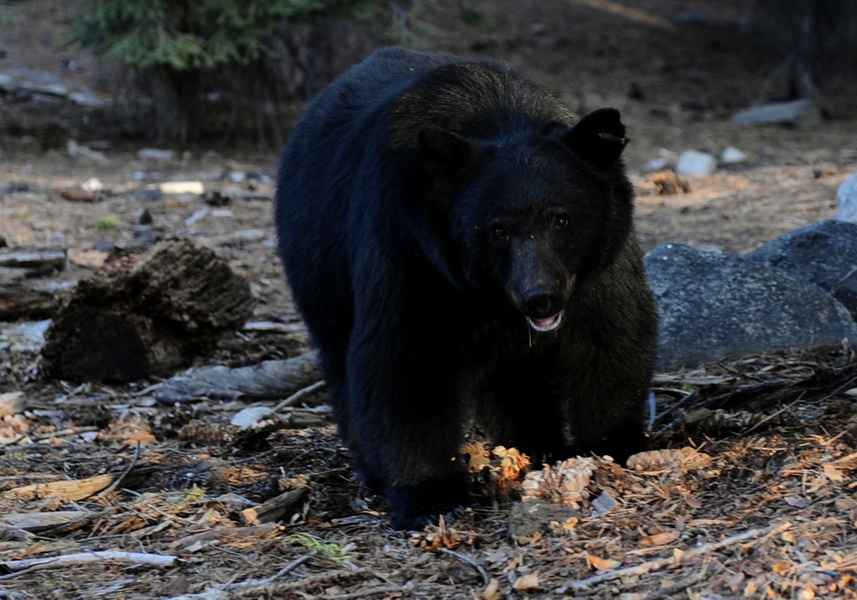 加拿大黑熊闖入商店 偷走一包小熊軟糖
