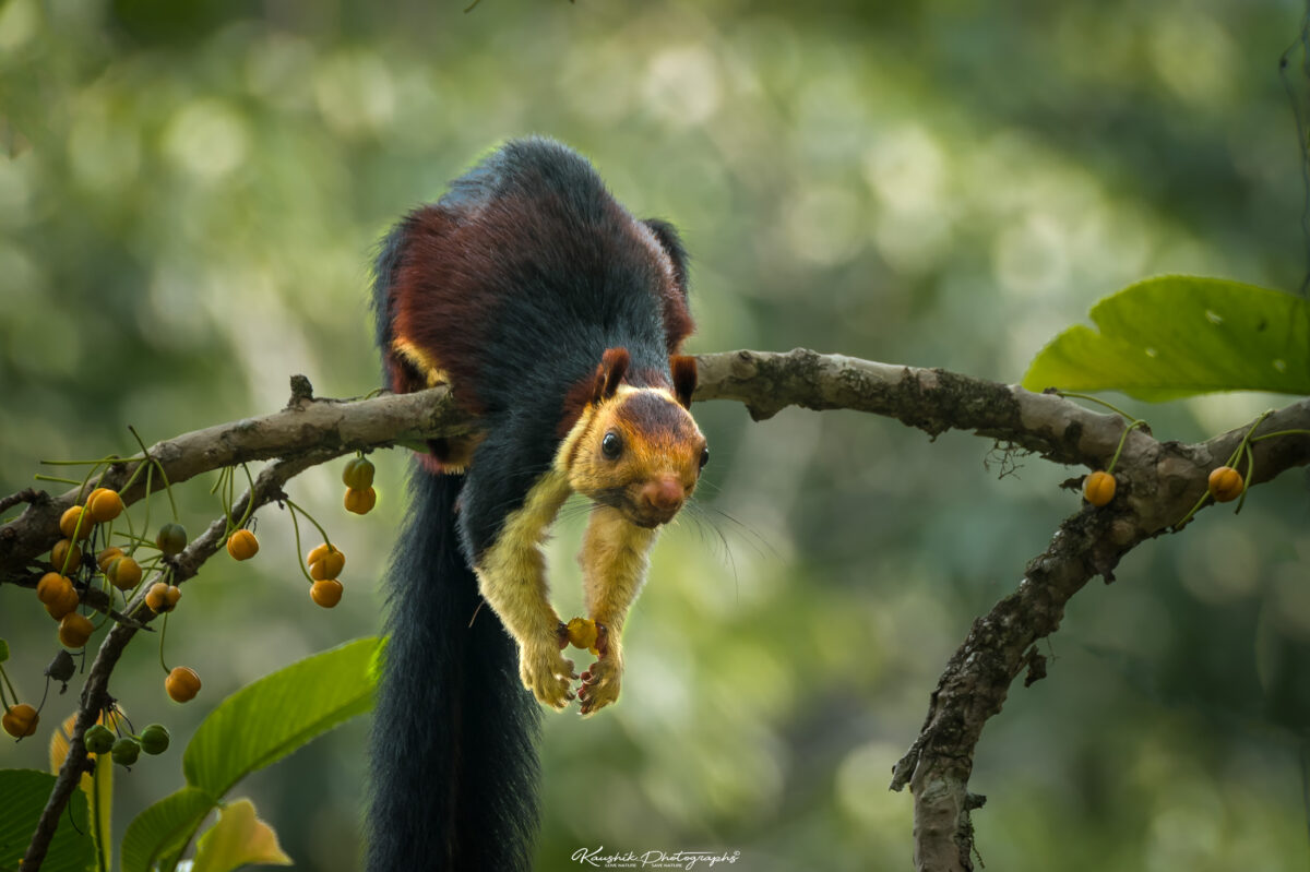 印度一位攝影師幸運地見到了一種罕見美麗的生物——印度巨松鼠。（Kaushik Vijayan提供）