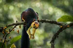 【圖輯】色彩斑斕的印度巨松鼠 罕見又美麗