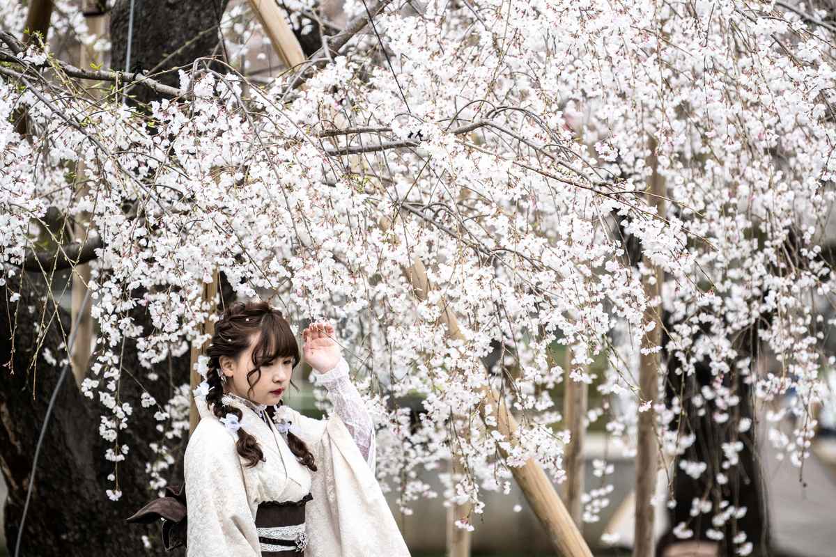 2023年3月22日，日本東京墨田區，一名遊客與櫻花合照。（Philip Fong/AFP）