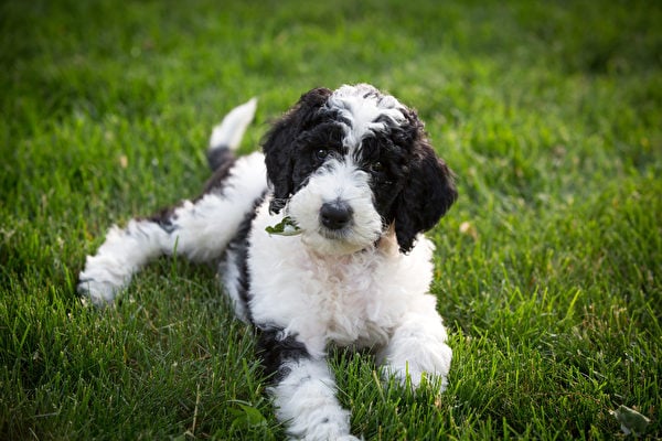 牧羊貴賓犬繼承父母的一些適養優點：輕度掉毛、流口水少，聰明不好吠叫。（Shutterstock）