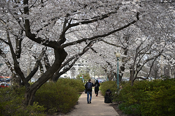 2023年3月21日，美國華盛頓特區，遊客觀賞國會山（Capitol Hill）附近的櫻花。（Richard Pierrin/AFP）