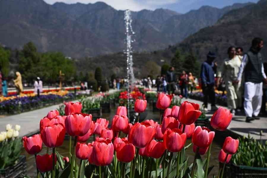 【圖輯】印度鬱金香花園開放 百花迎春引客來