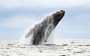 鯨魚躍出海面砸中小船 澳州釣魚少年重傷昏迷