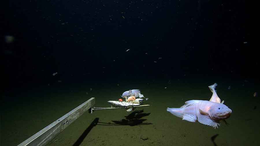 神秘深海魚現日本8336米海底 創世界紀錄