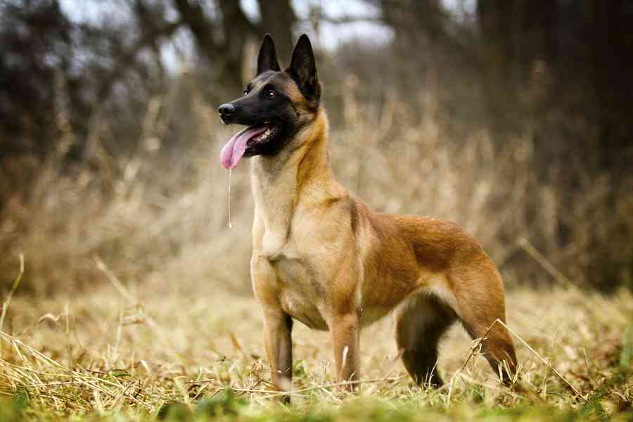 訓犬師：這種狗比較可能咬小孩 最好別養