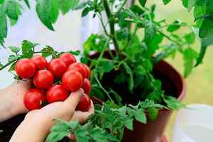 專家分享施肥秘方 可讓番茄果實長得更好