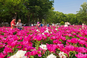 首爾大公園玫瑰花節 初夏踏青賞花趣