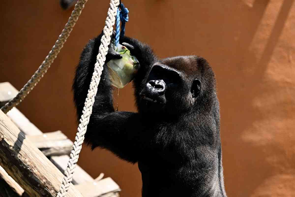 2025年7月2日,比利時布呂熱萊特(Brugelette),天堂動物園(Pairi Daiza Zoo)內的一隻大猩猩獲得一個水果冰塊來降溫。(Nicolas Tucat/AFP via Getty Images)
