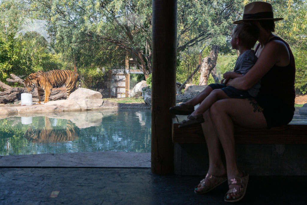 2021年6月17日，在美國亞利桑那州鳳凰城動物園，一位母親在帶著3歲的兒子觀賞老虎。（Caitlin O'Hara/Getty Images）