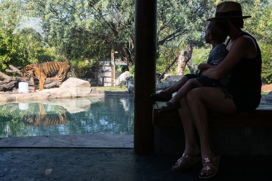 美國動物園再現新冠病例 聖路易斯8獅虎豹染疫