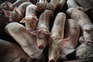 報復？中共取消1.47萬噸美國豬肉訂單