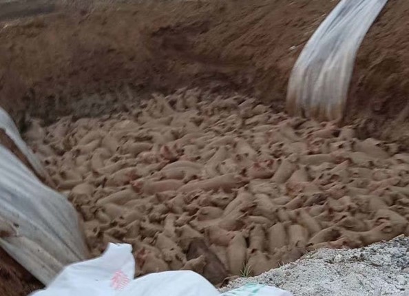大陸的非洲豬瘟疫情持續在蔓延，天津薊州區處置生豬數千頭。（受訪者提供）