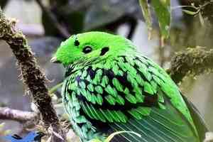 【圖輯】婆羅洲雨林島獨有的鳥類奇觀