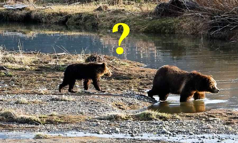 多圖：小熊過河驚慌失措 熊媽媽展示育兒技巧