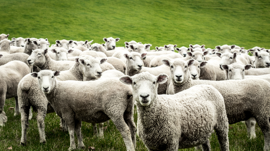 英國一群綿羊似被「點穴」 靜止幾個小時