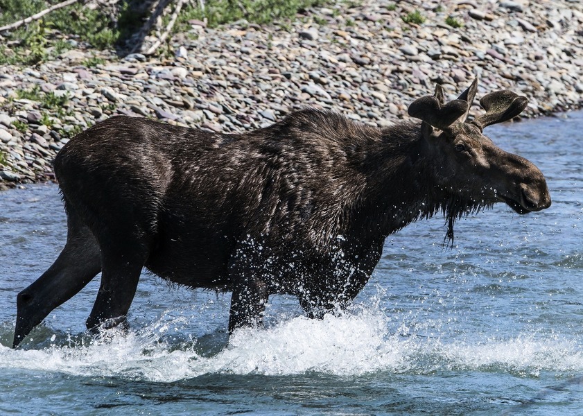 俄羅斯棕熊追捕駝鹿 追到大海裏