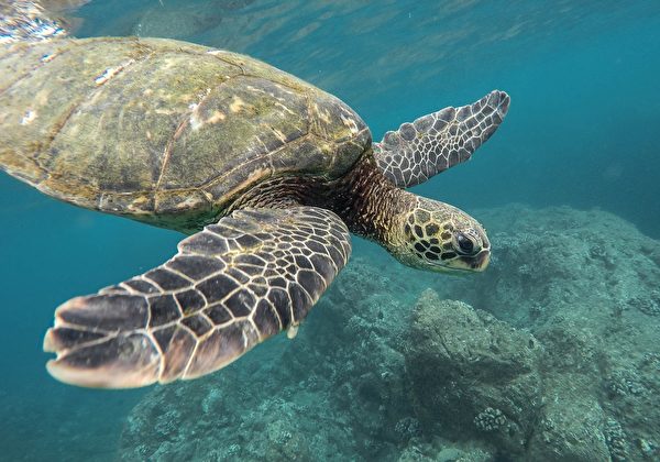 大海龜來迎接浦島太郎。（Pixabay）